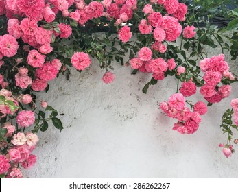 Rose Flowers, Pink Roses Against A White Wall With Copy Space. Flower Background.