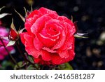 Rose fragrant cloud: Free flowering with vermilion red blooms of some substance making them ideal for exhibiting or a vase. 
