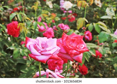 Rosen Garten Stock Photos Images Photography Shutterstock