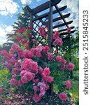 Rose garden with garden arch . Beautiful display of roses in a large garden setting. Country house and backyard with flowers and green lawn.