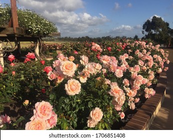 Balboa Park Rose Garden Images Stock Photos Vectors Shutterstock