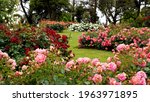 Rose garden.  Beautiful display of roses in a large garden setting.