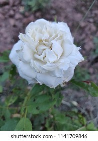 Rose Garden, Chandigarh. Maria Shriver Rose.