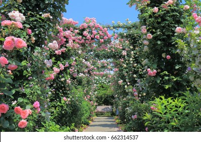 Rose Garden Flower Arcade And Bench