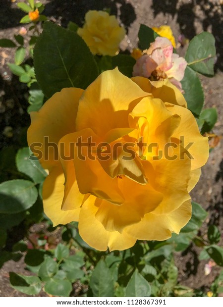 Rose Garden Golden Gate Park San Stock Photo Edit Now 1128367391