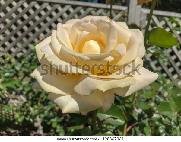 Rose Garden Golden Gate Park San Stock Image Download Now