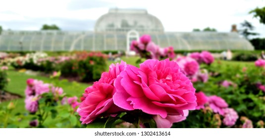 Rose Garden And Green House In Kew Gardens