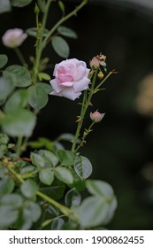 Rose Garden At Lyndhurst Mansion