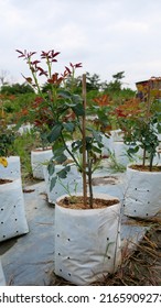 Rose Garden In Mae Rim, Chiang Mai.