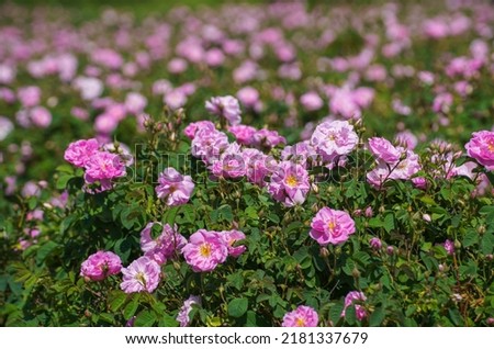 Rose garden near Isparta, Turkiye