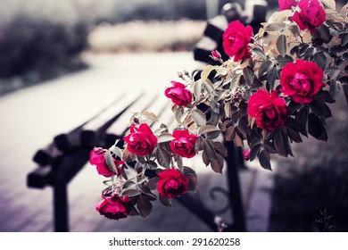 Rose Garden In The Park With Empty Wooden Bench