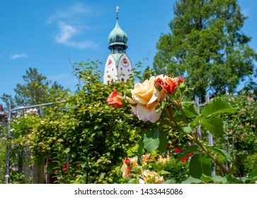Rose garden in Rosenheim Bavaria Germany