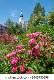 Rose garden in Rosenheim in summer