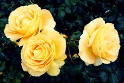 Rose Garden. Three Large Yellow Roses On A Dark Background Of Leaves. Nature. Garden At Home