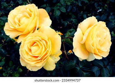 rose garden. three large yellow roses on a dark background of leaves. nature. garden at home - Powered by Shutterstock