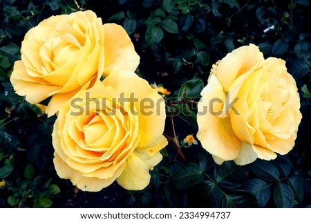 rose garden. three large yellow roses on a dark background of leaves. nature. garden at home