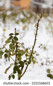 rose garden in winter, rose bushes with green foliage covered with snow