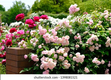 rose garden in Yokohama, Japan - Shutterstock ID 1398081521