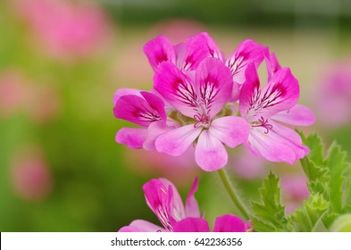 Rose Geranium