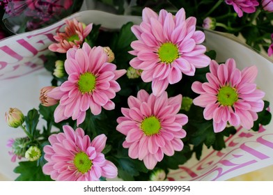 Rose Gerbera Daisy In A Flower Pot 