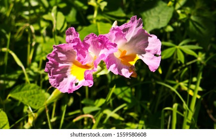 The Rose Ginger Lily Has Delicate Pink Flowers And Normally Grows In Deep Shade Close To Watercourses. They Flower Mid-rains And Make A Beautiful Display.