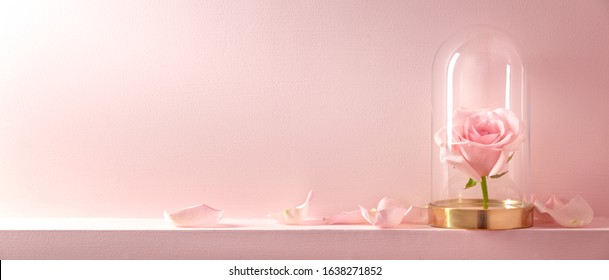 Rose In A Glass Dome On Pink Background