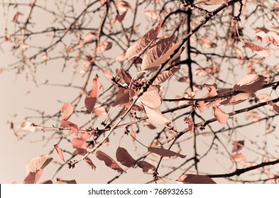 Rose Gold Colored Leaves In Autumn Season