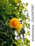 Rose Golden Gate, the climbing rose with golden yellow flowers and with the pleasant, lemony scent. Exquisite varieties of roses in the rose garden. Vertical photo