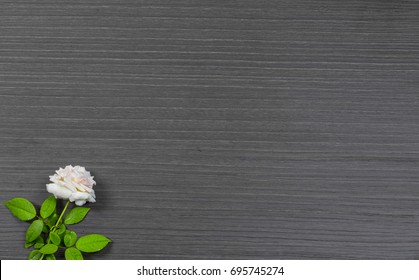 rose green leaf and black pattern background