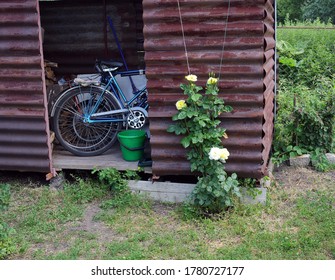 A rose growing against the wall of an old village shed that is used for storing bicycles. - Powered by Shutterstock