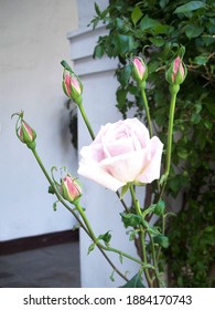 Rose Growing In Conceptionist Convent Garden