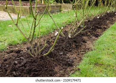 Rose hedge, row of rose bushes mulched with manure in a UK garden in winter