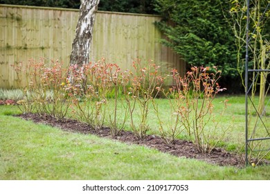 Rose Hedge, Row Of Shrub Rose Bushes In A UK Garden In Winter