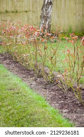 Rose Hedge, Row Of Shrub Roses In A UK Garden In Winter