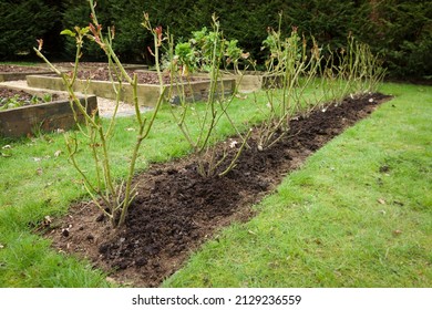 Rose Hedge In Winter, Row Of Rose Bush Plants With A Mulch Of Manure In A UK Garden