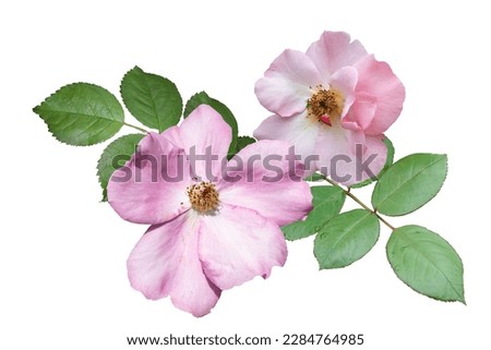 Rose hip. Close-up of white dog rose flowers, isolated on white background