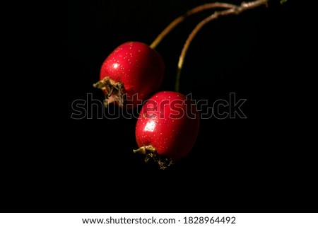 Similar – rose hips Fruit Rose hip