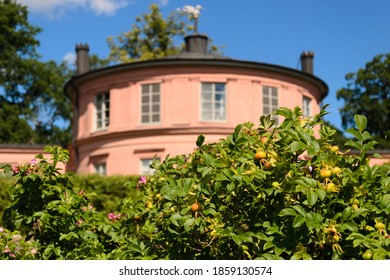 Rose hip garden in Rosendals Djurgården Island Stockholm - Shutterstock ID 1859130574