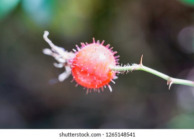 Rose Hip Growing In Zermatt, Switzerland            