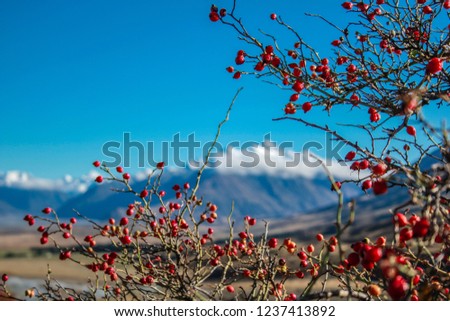 rose hip plant in front of blurred mountain background, Ashburton Lakes District, New Zealand