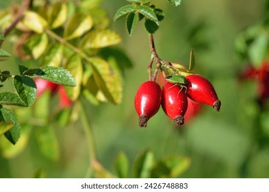 Rose hip
					The rose hip or rosehip is the accessory fruit of the various species of rose plant.