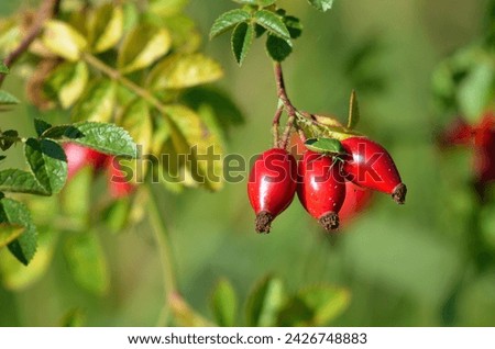 Rose hip
The rose hip or rosehip is the accessory fruit of the various species of rose plant.