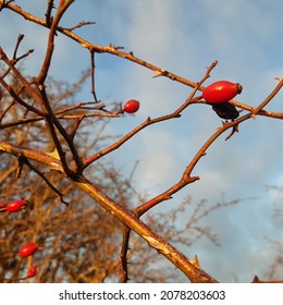 Rose Hip Tree Branch With Red Rose Hip Fruit (Latin Name Rosa Canina ) During Sunny Autumn November Day In Warden Hills Nature Reserve, Luton, Bedfordshire, England. Rosehips Natural Remedy.
