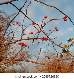 Rose Hip Tree Branch With Red Rose Hip Fruit (Latin Name Rosa Canina ) During Sunny Autumn November Day In Warden Hills Nature Reserve, Luton, Bedfordshire, England. Rosehips Natural Remedy.