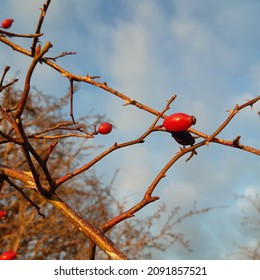 Rose Hip Tree Branch With Red Rose Hip Fruit (Latin Name Rosa Canina ) During Sunny Autumn November Day In Warden Hills Nature Reserve, Luton, Bedfordshire, England. Rosehips Natural Remedy.