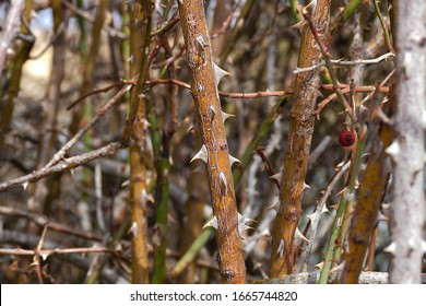 Rose Hip Tree Rose Hip Tree Stock Photo 1665744820 | Shutterstock