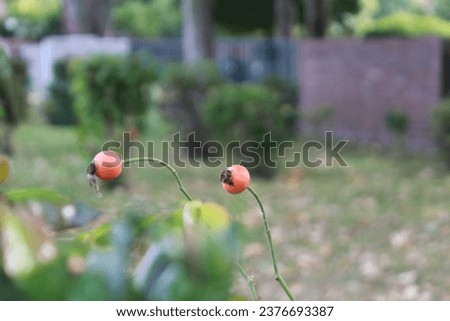 Rose hips with bukeh effect in autumn 