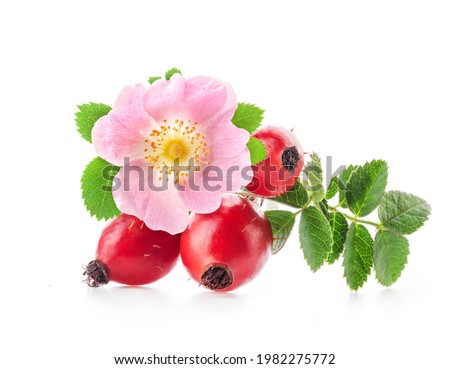 Rose hips and flower isolated on white background

