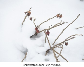 Rose Hips On The Snow. Dried Berries. Winter Nature. Rose Bush Under The Snow
