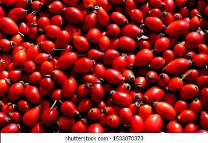 Rose Hips, Pods Of Seeds Of Red Roses.